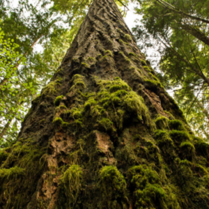 Profile photo of forestdefenders
